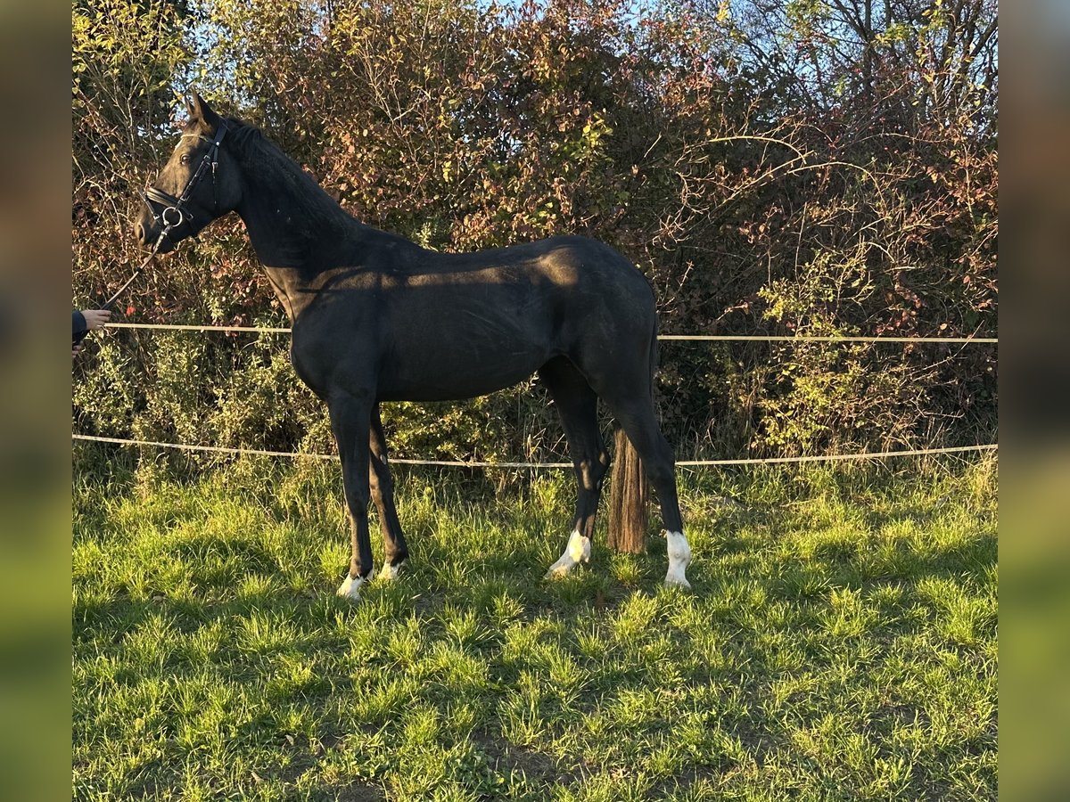 German Sport Horse Mare 3 years 16 hh Black in Heinersreuth