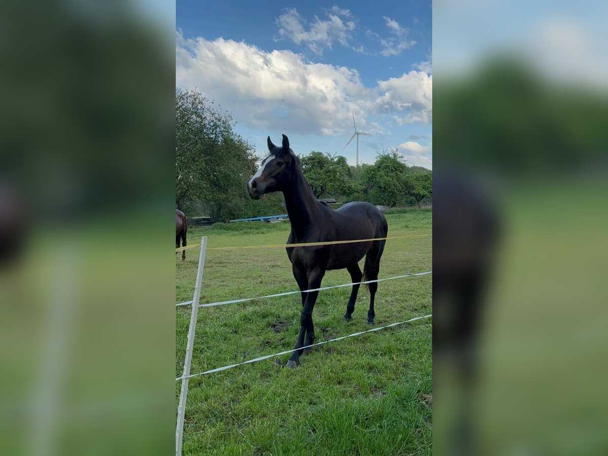 German Sport Horse Mare 3 years 16 hh Black in Zwickau
