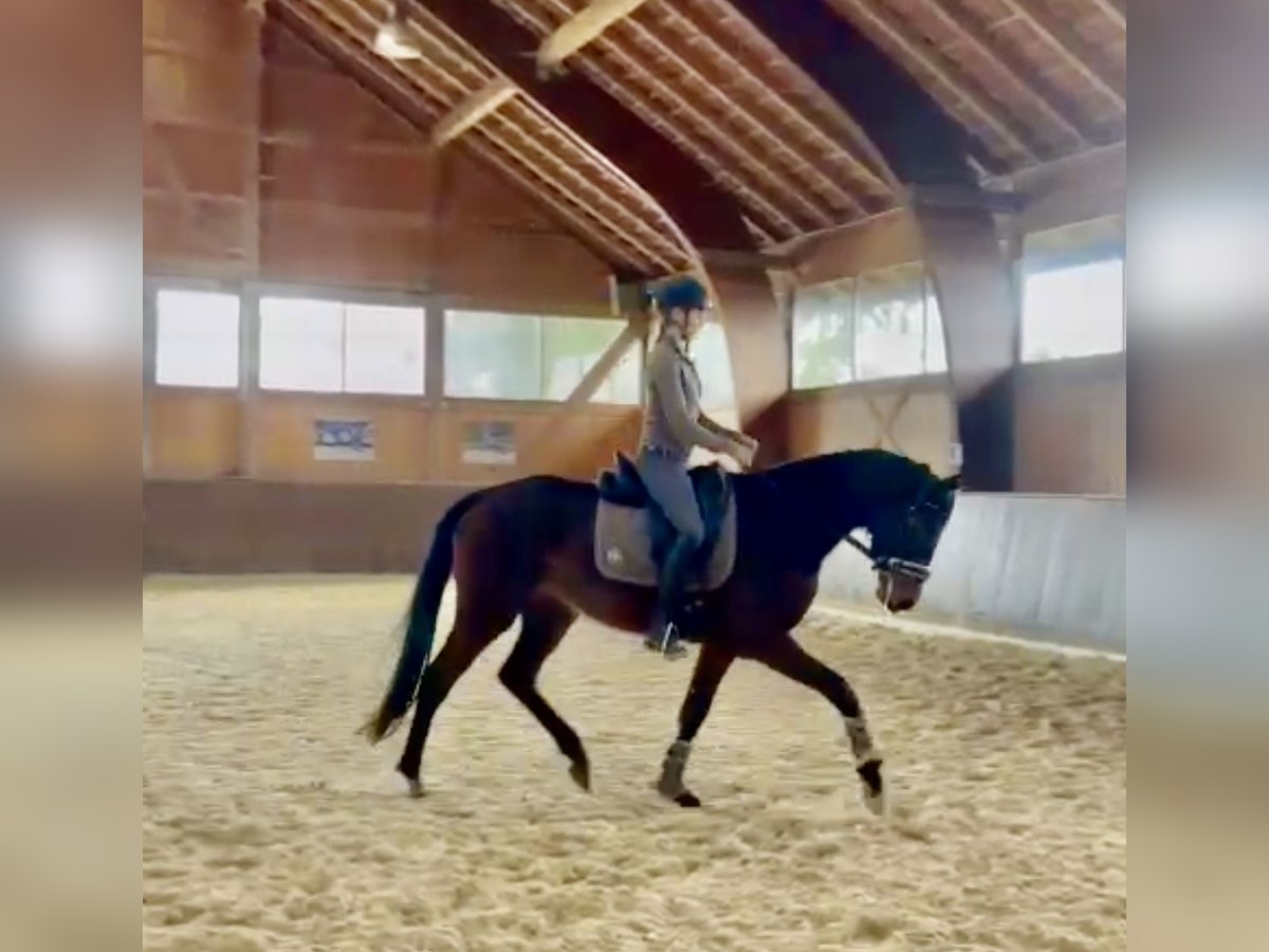 German Sport Horse Mare 3 years 16 hh Brown in Wolnzach