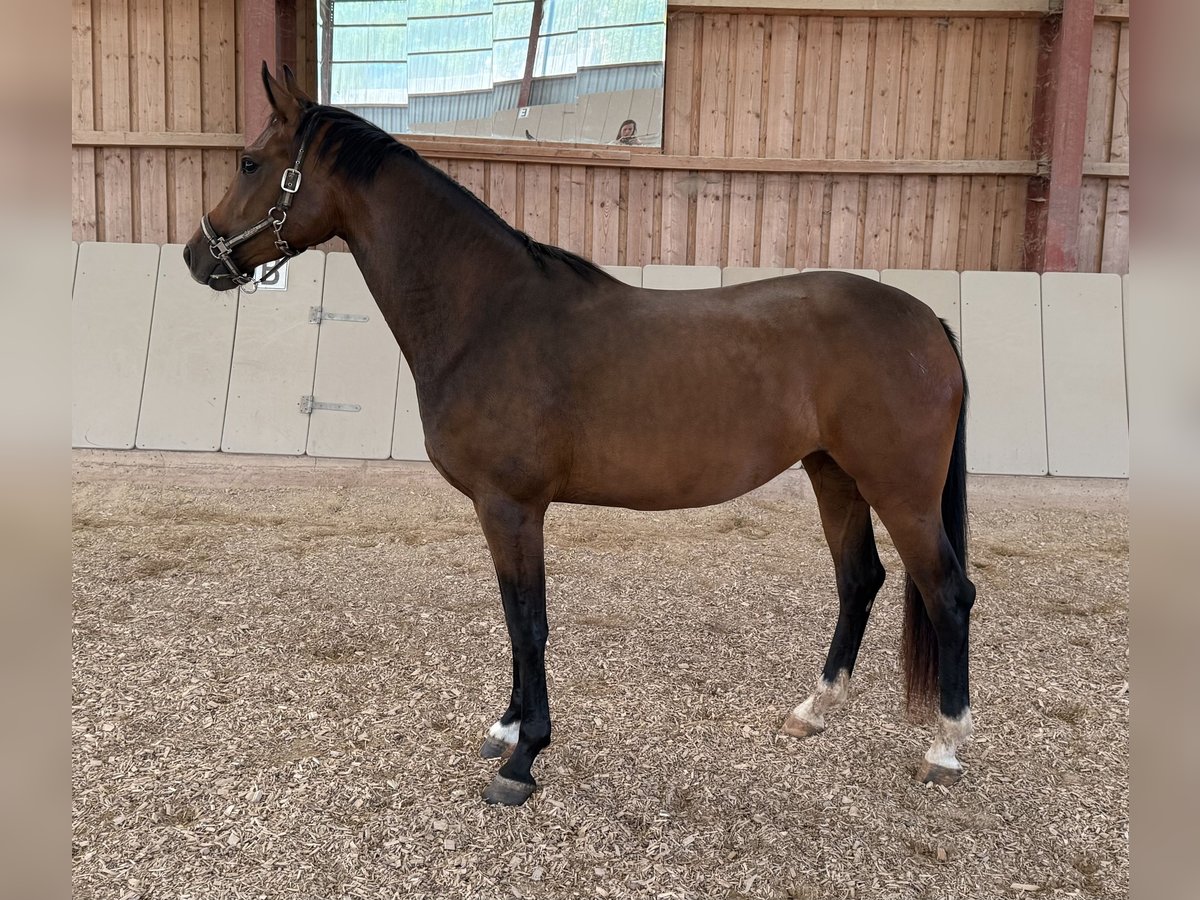 German Sport Horse Mare 3 years 16 hh Brown in Immenreuth
