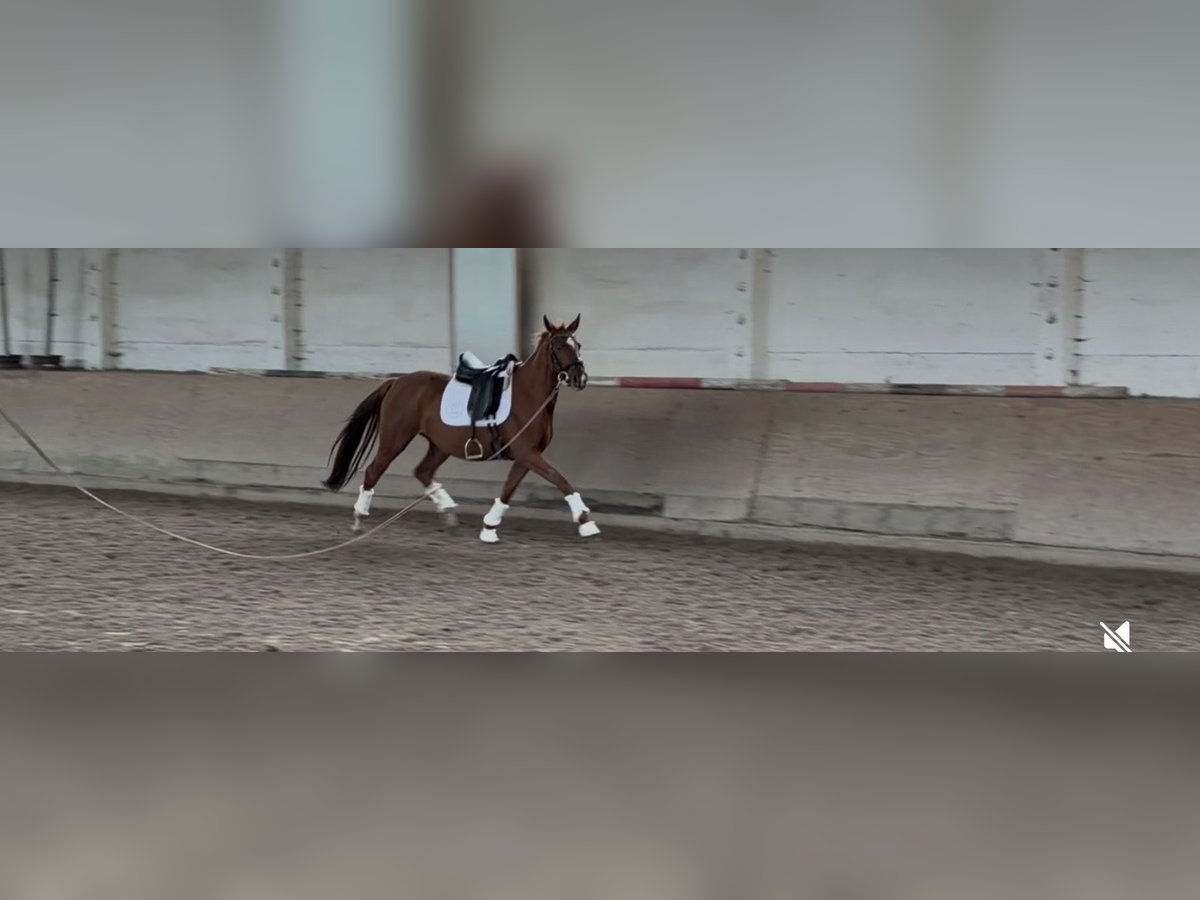 German Sport Horse Mare 3 years 16 hh Chestnut-Red in Sch&#xF6;nwalde-Glien