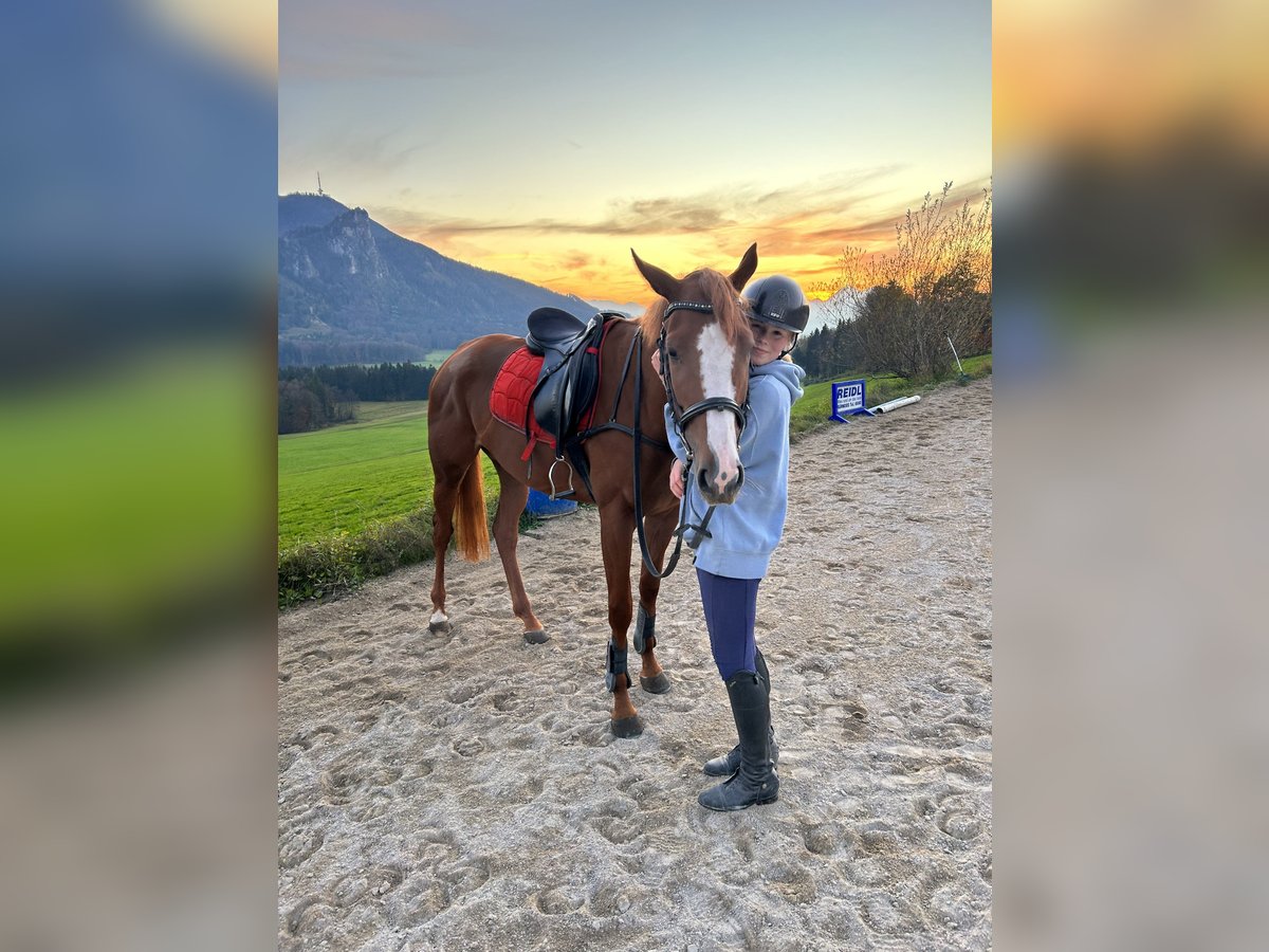 German Sport Horse Mare 3 years 16 hh Chestnut-Red in Salzburg