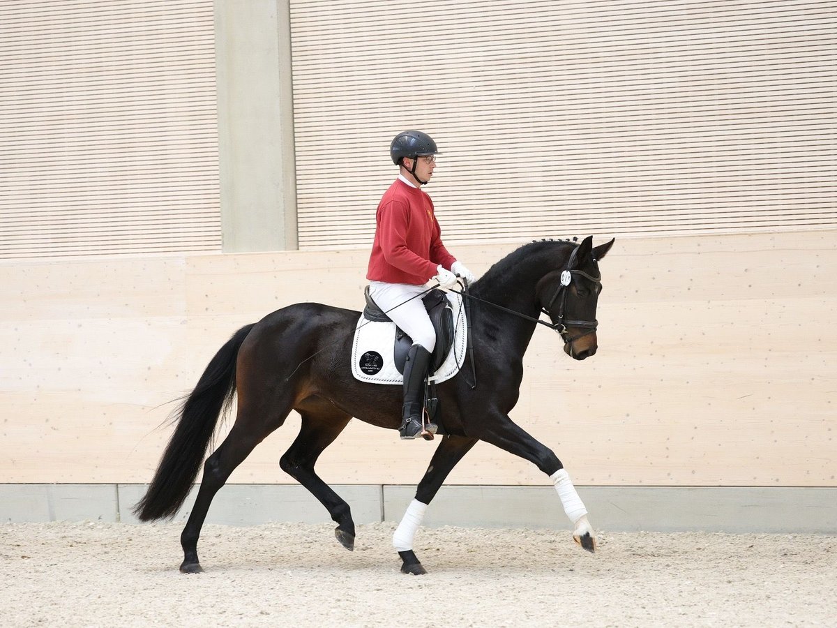 German Sport Horse Mare 3 years 16 hh Smoky-Black in Priestewitz