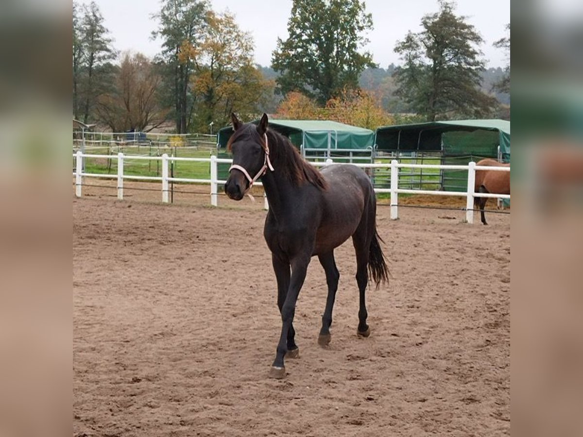 German Sport Horse Mare 3 years 16 hh Smoky-Black in Wiesentheid
