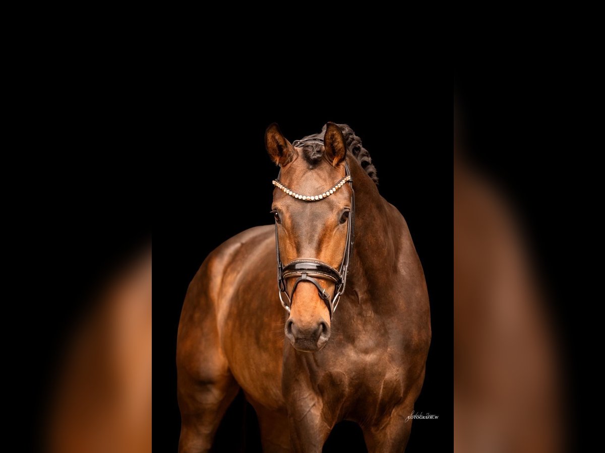German Sport Horse Mare 3 years 16,1 hh Bay-Dark in R&#xF6;ttingen