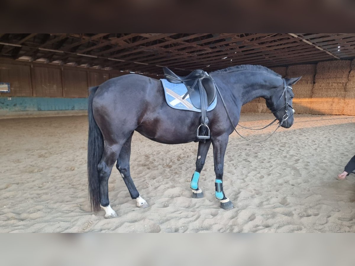 German Sport Horse Mare 3 years 16,1 hh Black in Langenau