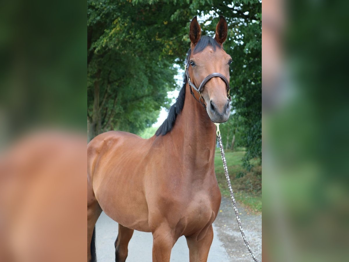 German Sport Horse Mare 3 years 16,1 hh Brown in Karlsfeld