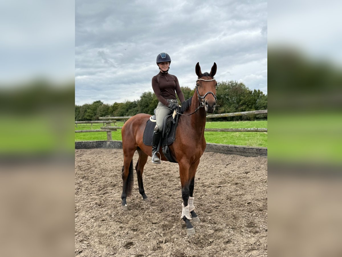 German Sport Horse Mare 3 years 16,1 hh Brown in Karlsfeld