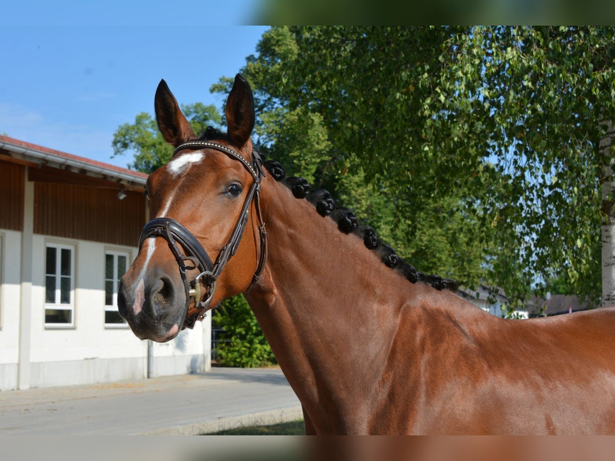 German Sport Horse Mare 3 years 16,1 hh Brown in M&#xFC;nchen