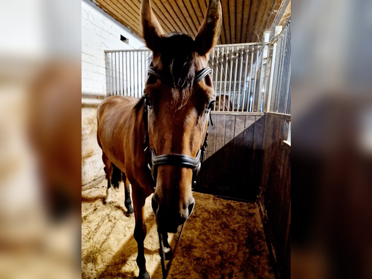 German Sport Horse Mare 3 years 16,1 hh Brown in Grabenstetten