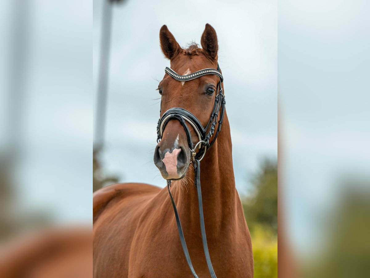 German Sport Horse Mare 3 years 16,1 hh Chestnut in Gomadingen