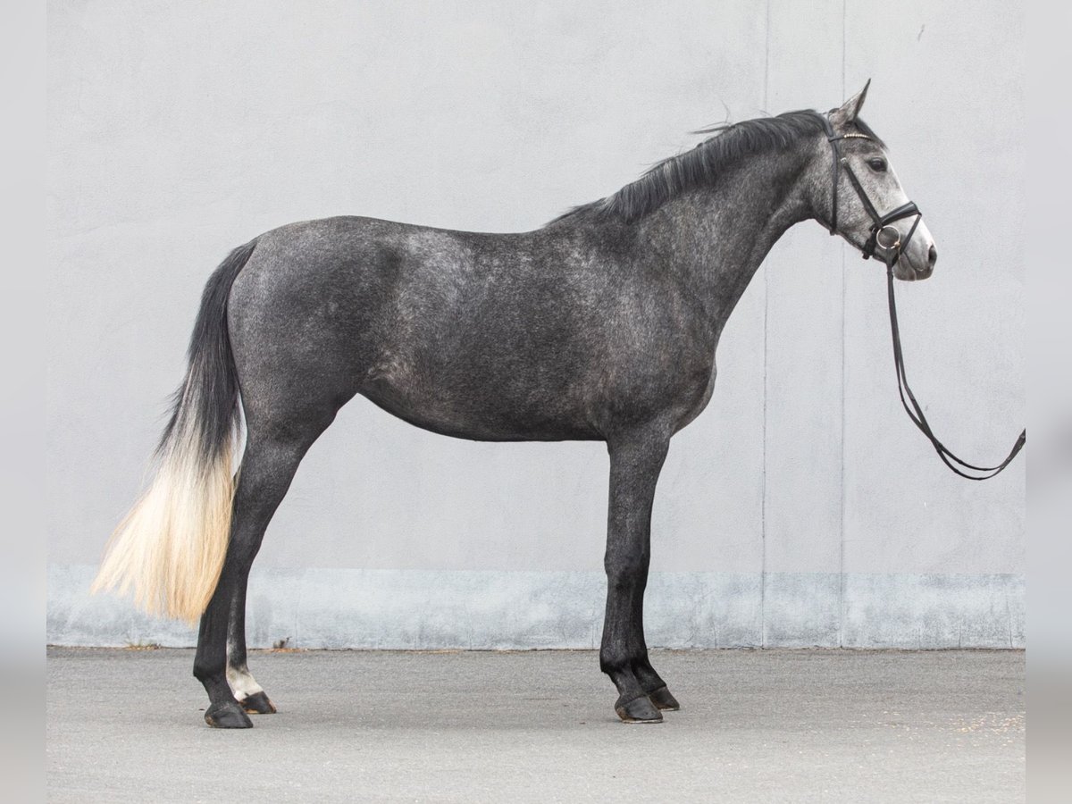 German Sport Horse Mare 3 years 16,1 hh Grey in Stauda