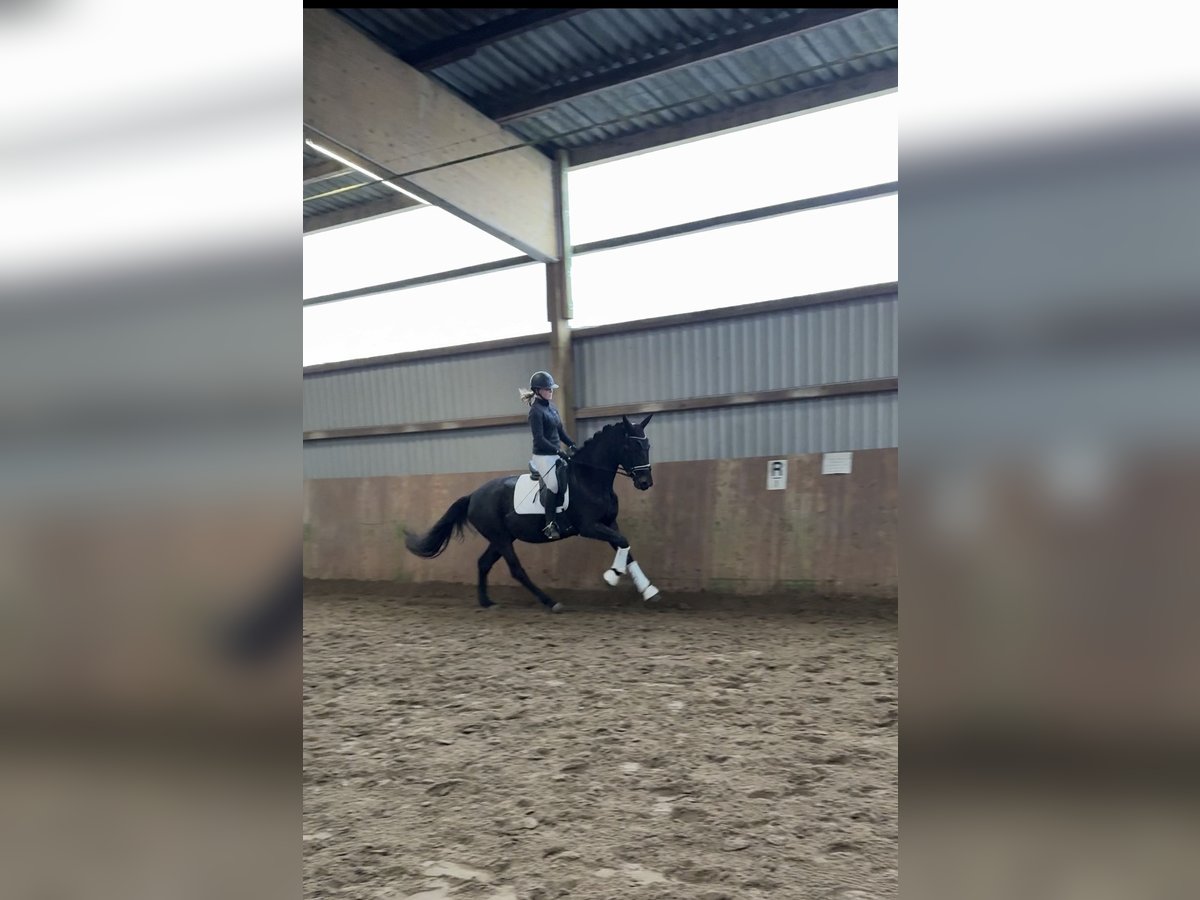 German Sport Horse Mare 3 years 16,1 hh Smoky-Black in Ahrensburg