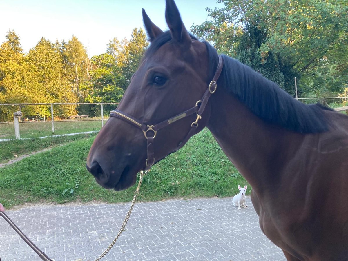 German Sport Horse Mare 3 years in Murg