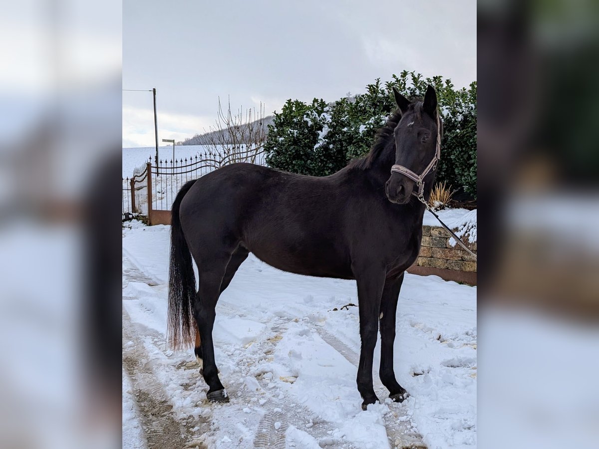 German Sport Horse Mare 4 years 15,2 hh Black in Seesen