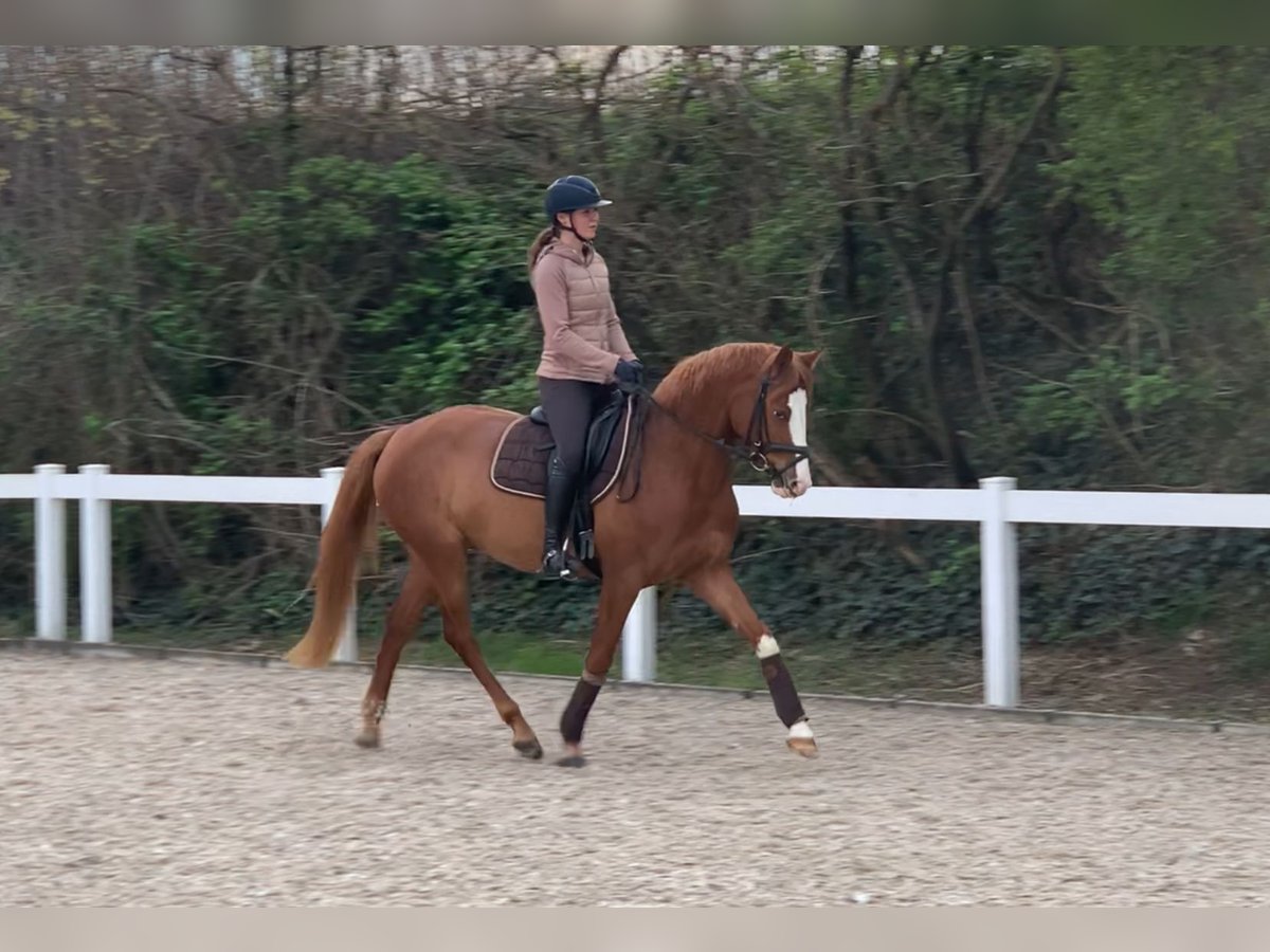 German Sport Horse Mare 4 years 15,2 hh Chestnut-Red in Walldorf