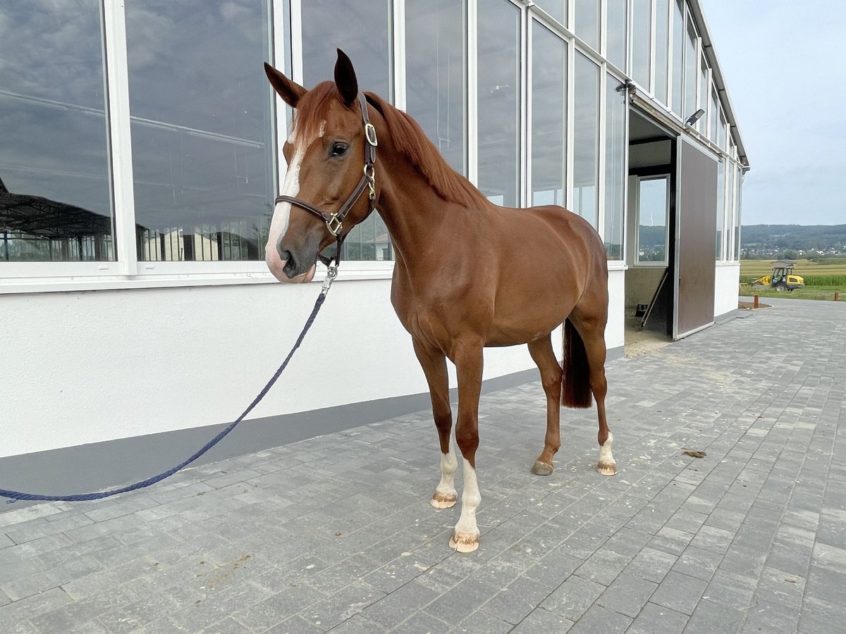 German Sport Horse Mare 4 years 15,2 hh Chestnut-Red in Dornburg