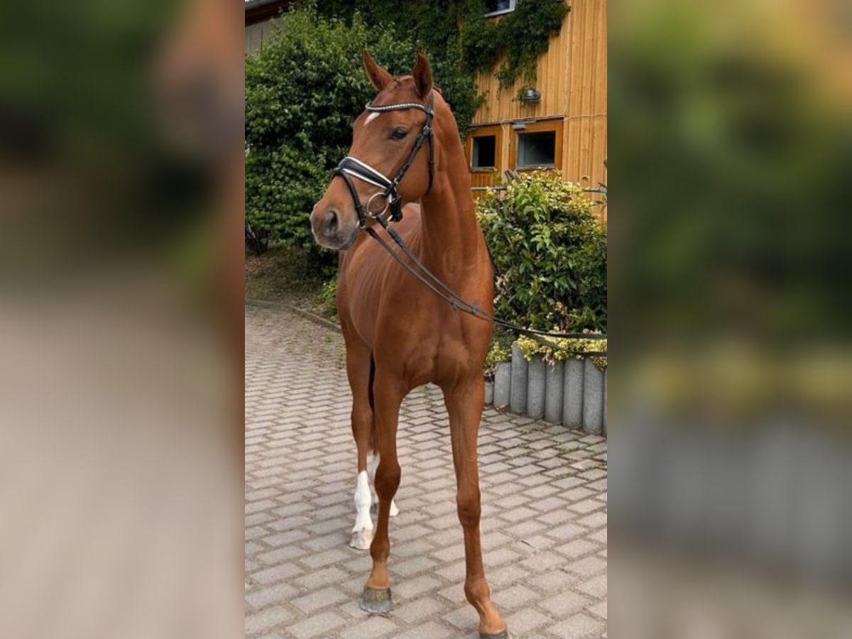 German Sport Horse Mare 4 years 15,3 hh Chestnut-Red in Ilmenau