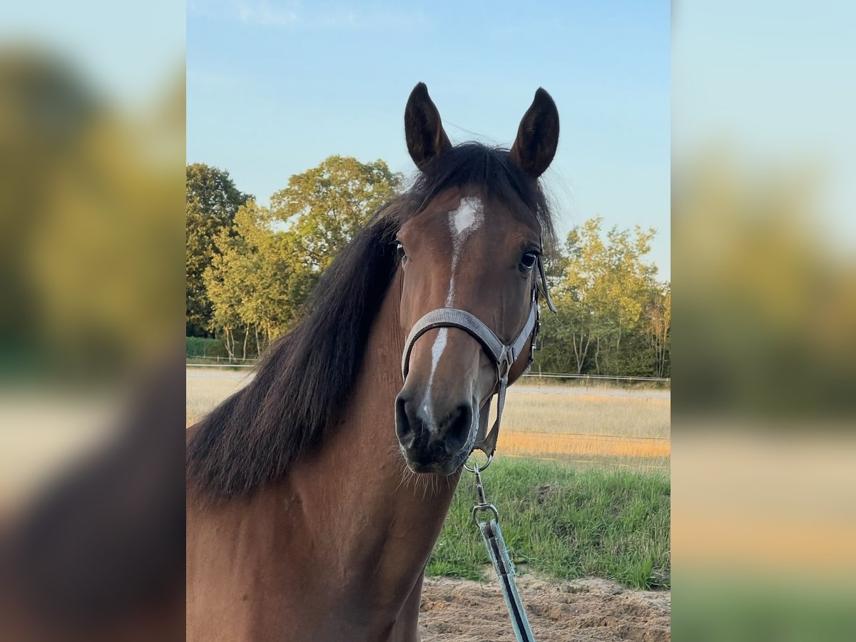 German Sport Horse Mare 4 years 15,1 hh Brown in Todesfelde