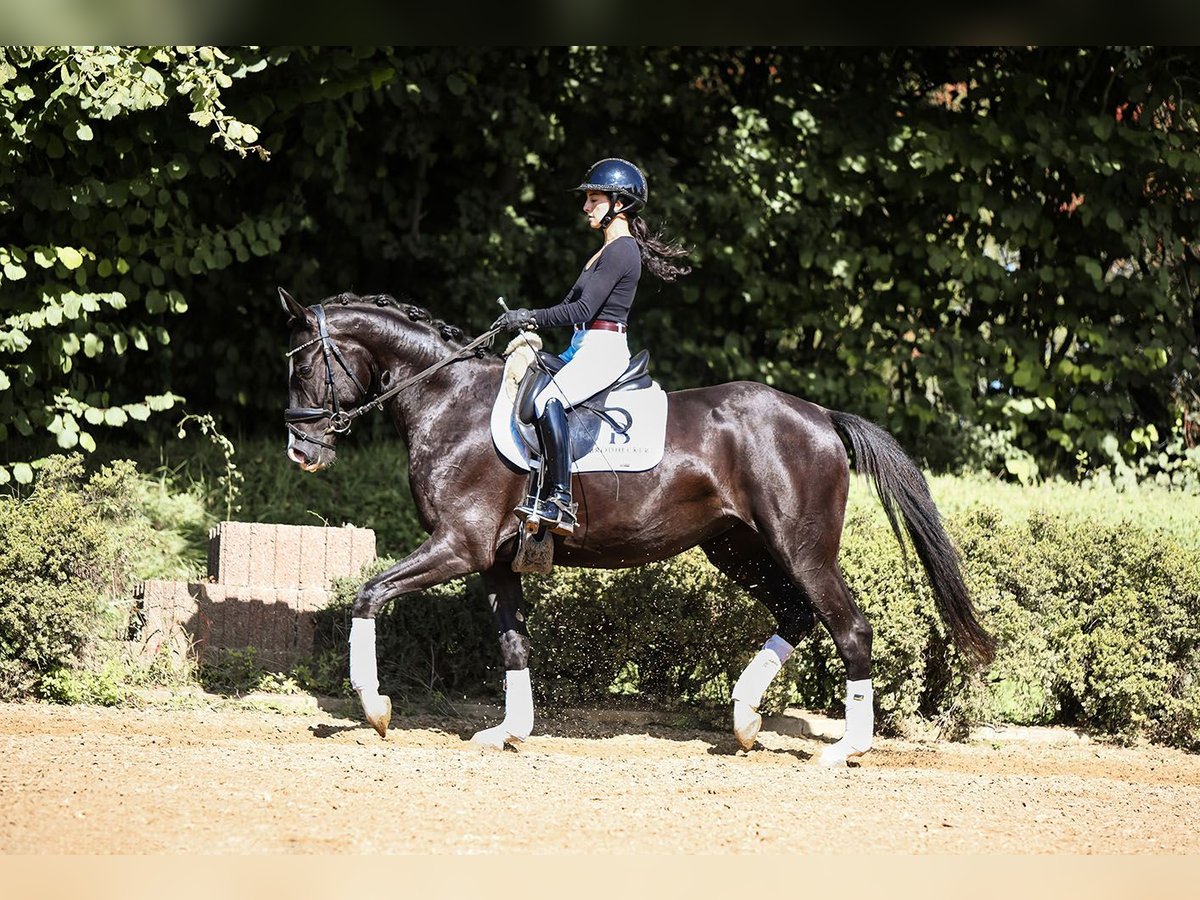 German Sport Horse Mare 4 years 15,1 hh Smoky-Black in Riedstadt