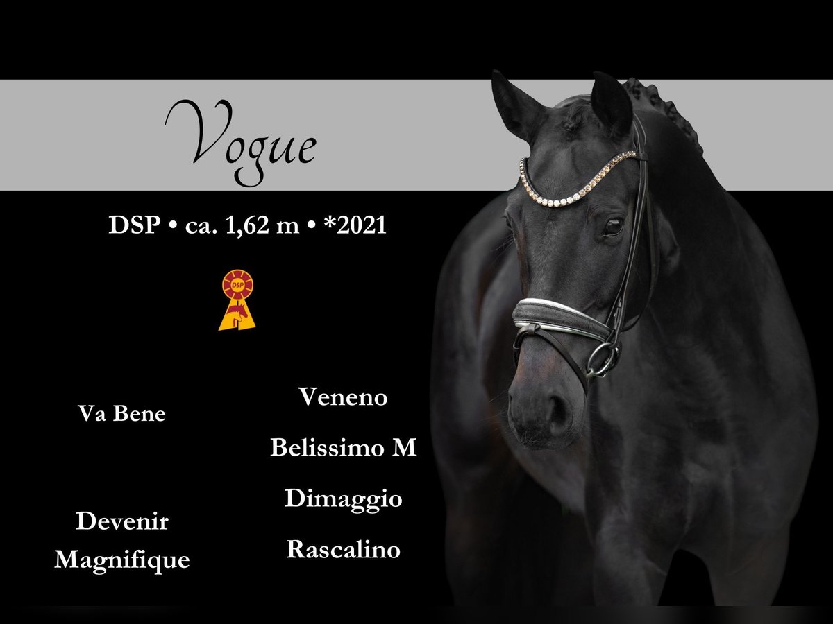 German Sport Horse Mare 4 years 15,3 hh Bay-Dark in Wehringen