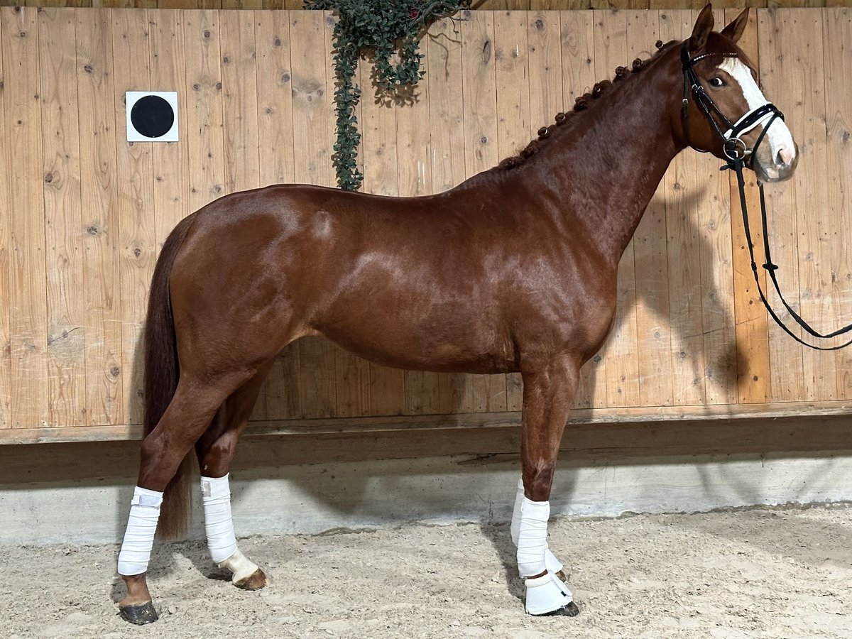 German Sport Horse Mare 4 years 16,1 hh Chestnut-Red in Riedlingen