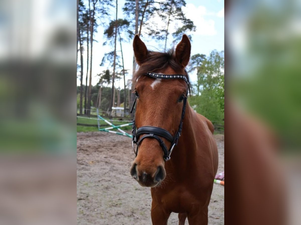 German Sport Horse Mare 4 years 16,2 hh Chestnut-Red in Sandbeiendorf