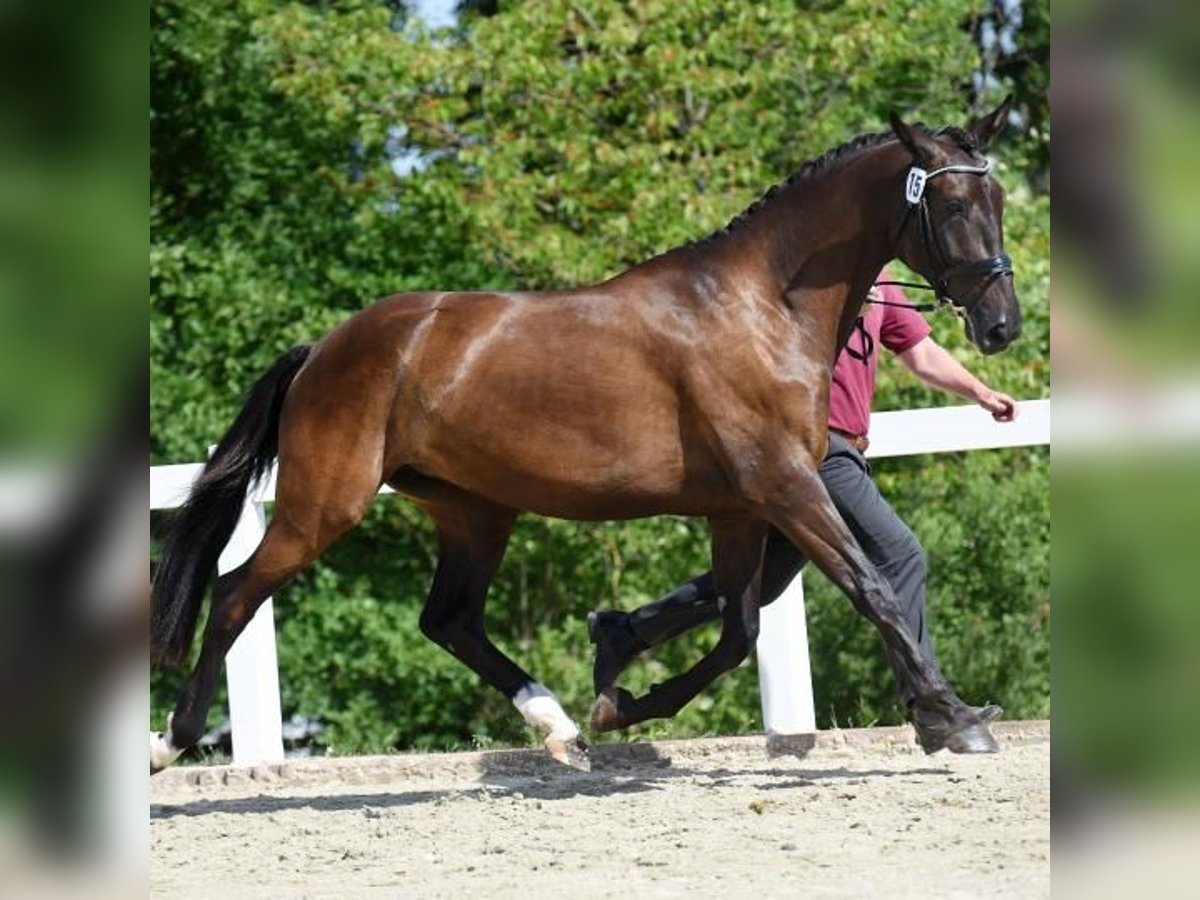 German Sport Horse Mare 4 years 16,2 hh in Arzberg