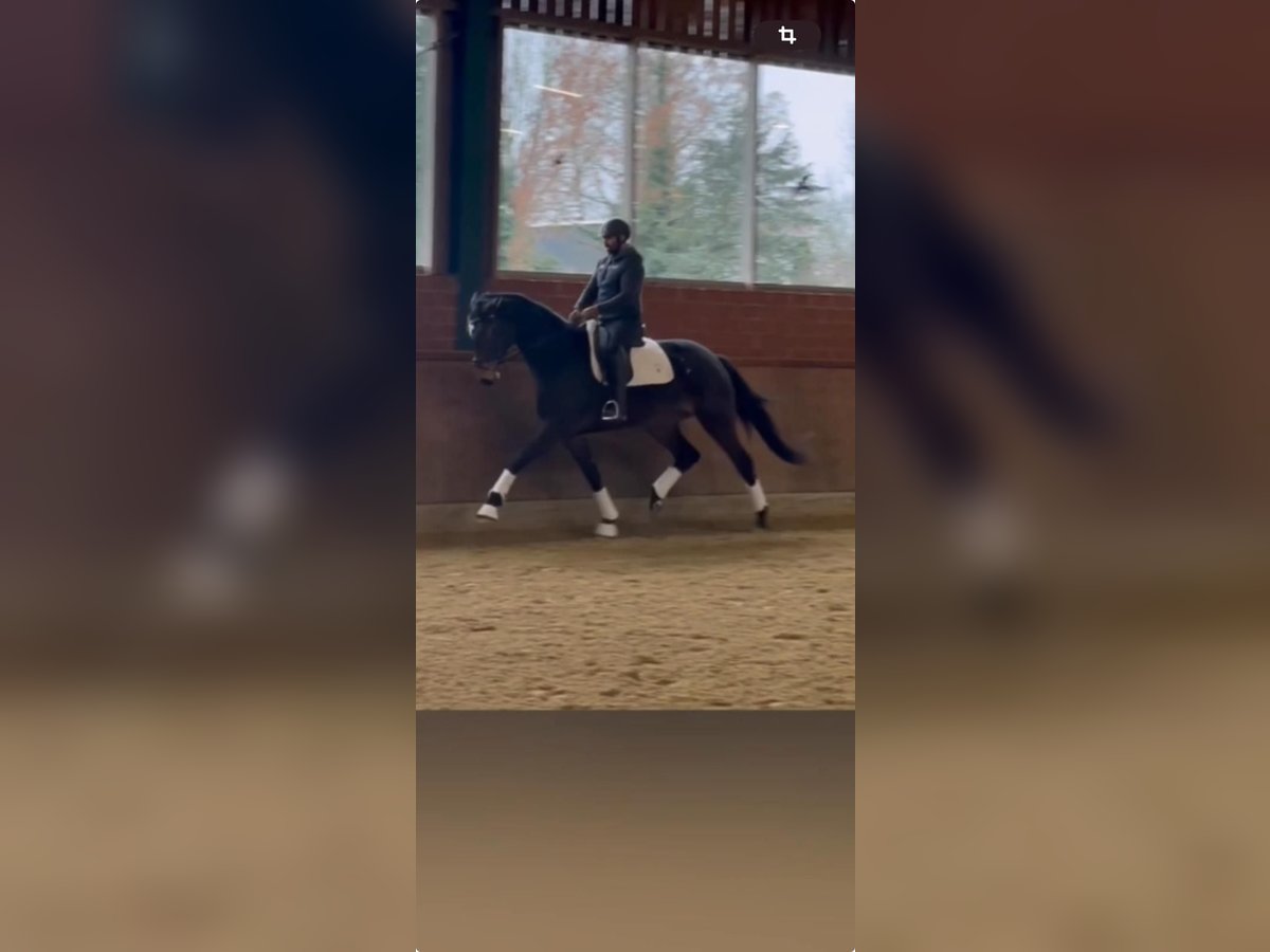 German Sport Horse Mare 4 years 16,3 hh Bay-Dark in Lienen