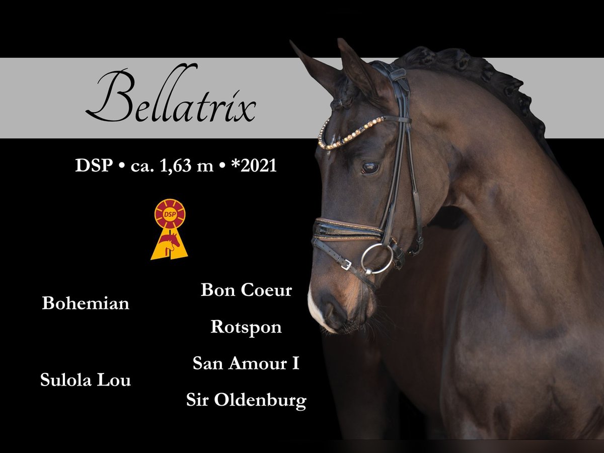 German Sport Horse Mare 4 years 16 hh Bay-Dark in Wehringen