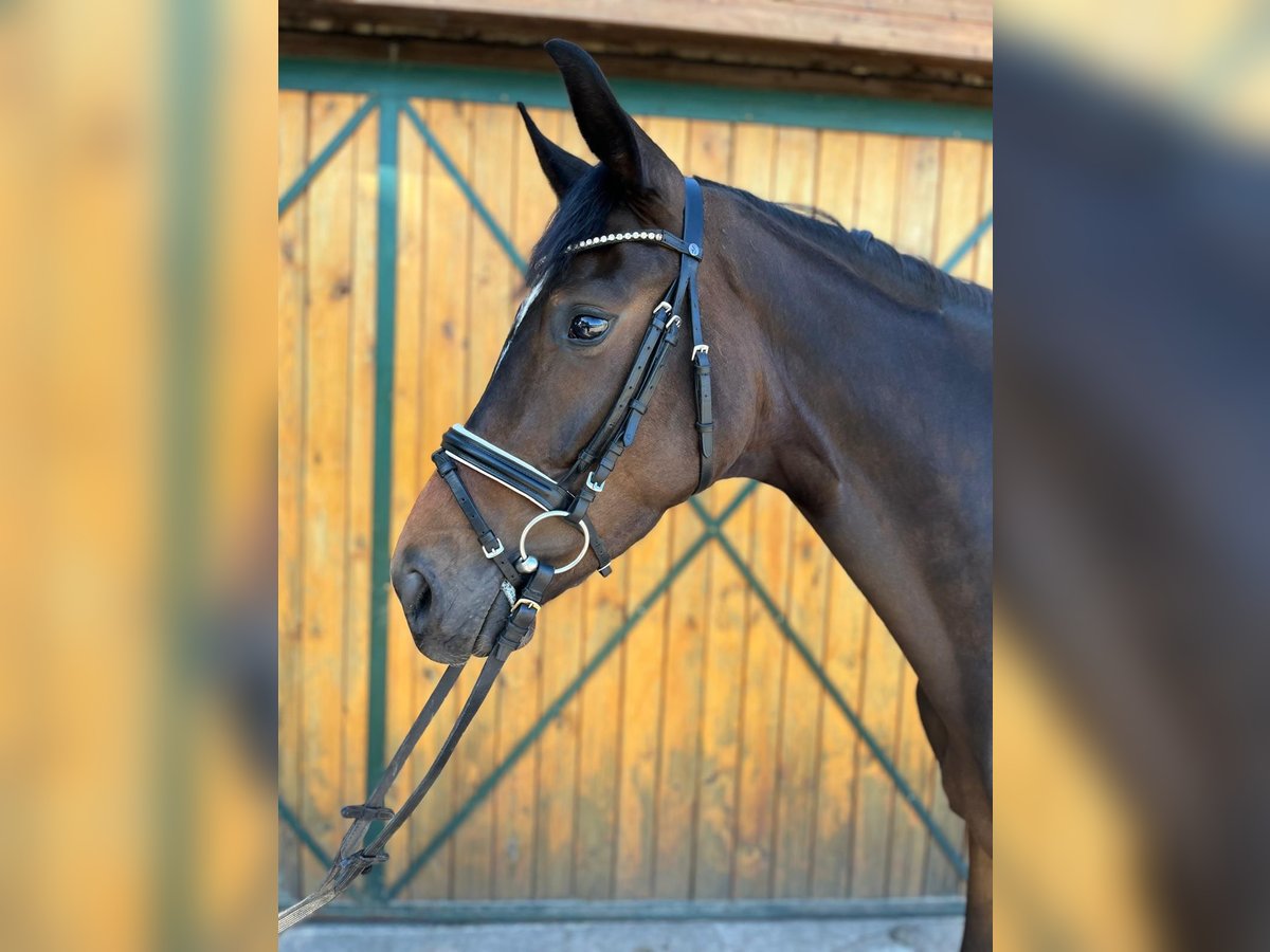 German Sport Horse Mare 4 years 16 hh Bay-Dark in Wulkow