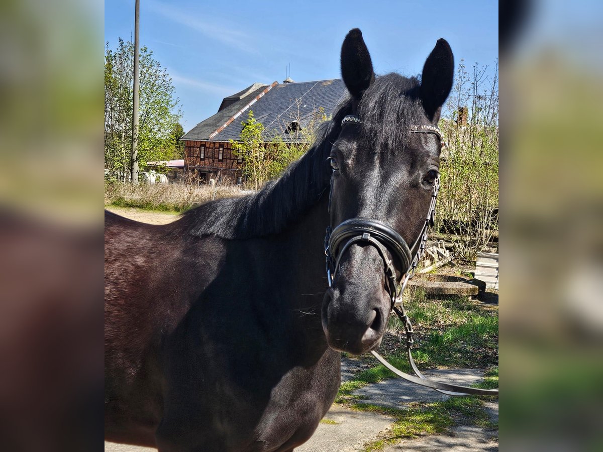 German Sport Horse Mare 4 years 16 hh Black in Zeulenroda