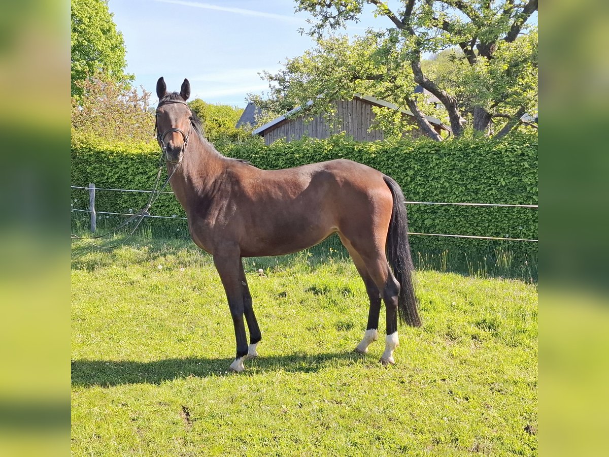 German Sport Horse Mare 4 years 16 hh Brown in Amtsberg