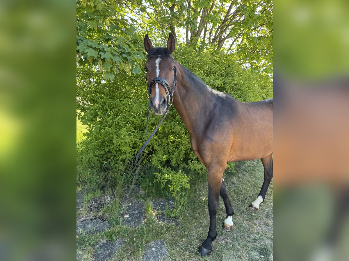 German Sport Horse Mare 4 years 16 hh Brown in Münsingen German Sport Horse Mare 4 years 16 hh Brown in Münsingen