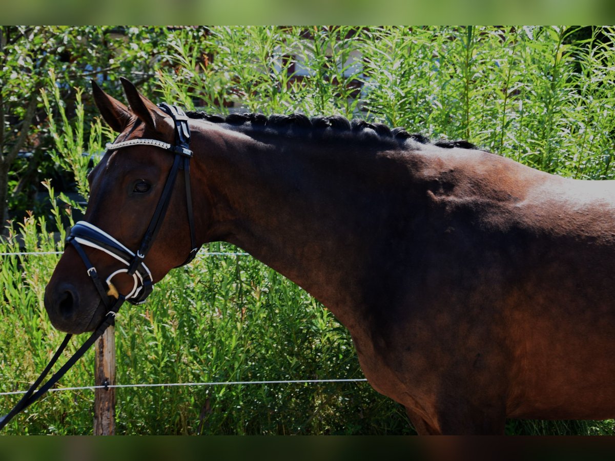 German Sport Horse Mare 4 years 16 hh Brown in Buchloe