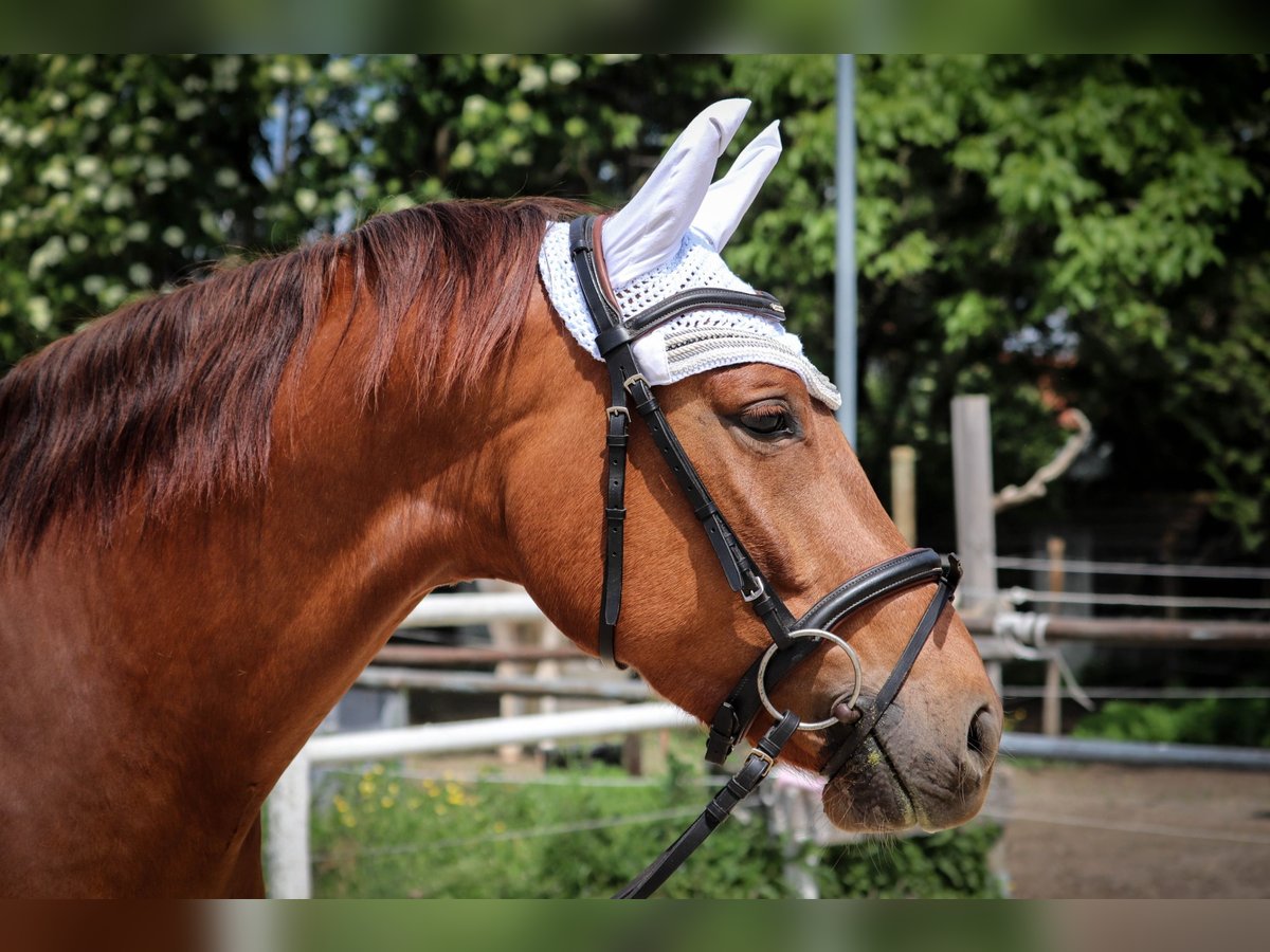 German Sport Horse Mare 4 years 16 hh Chestnut-Red in Kressbronn am Bodensee