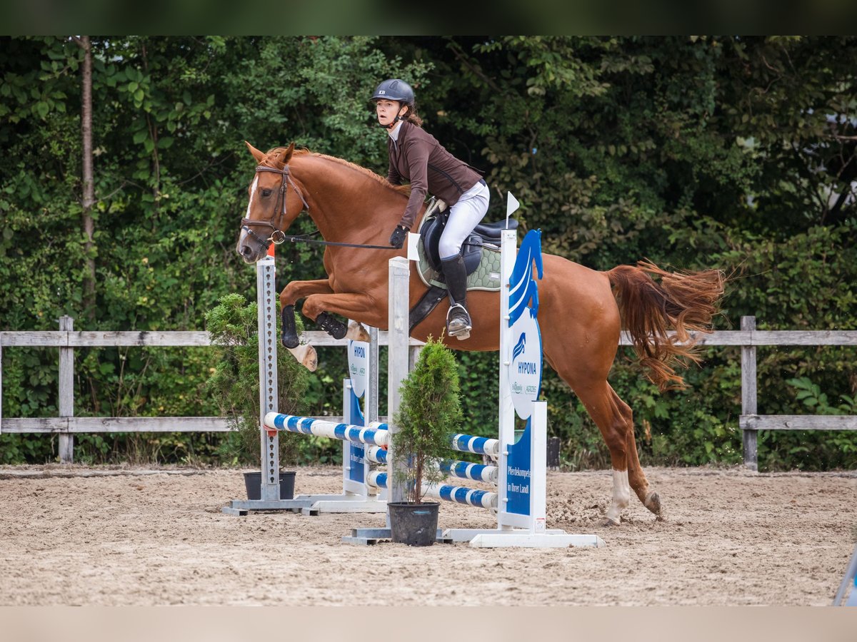 German Sport Horse Mare 4 years 16 hh Chestnut-Red in Oltingen