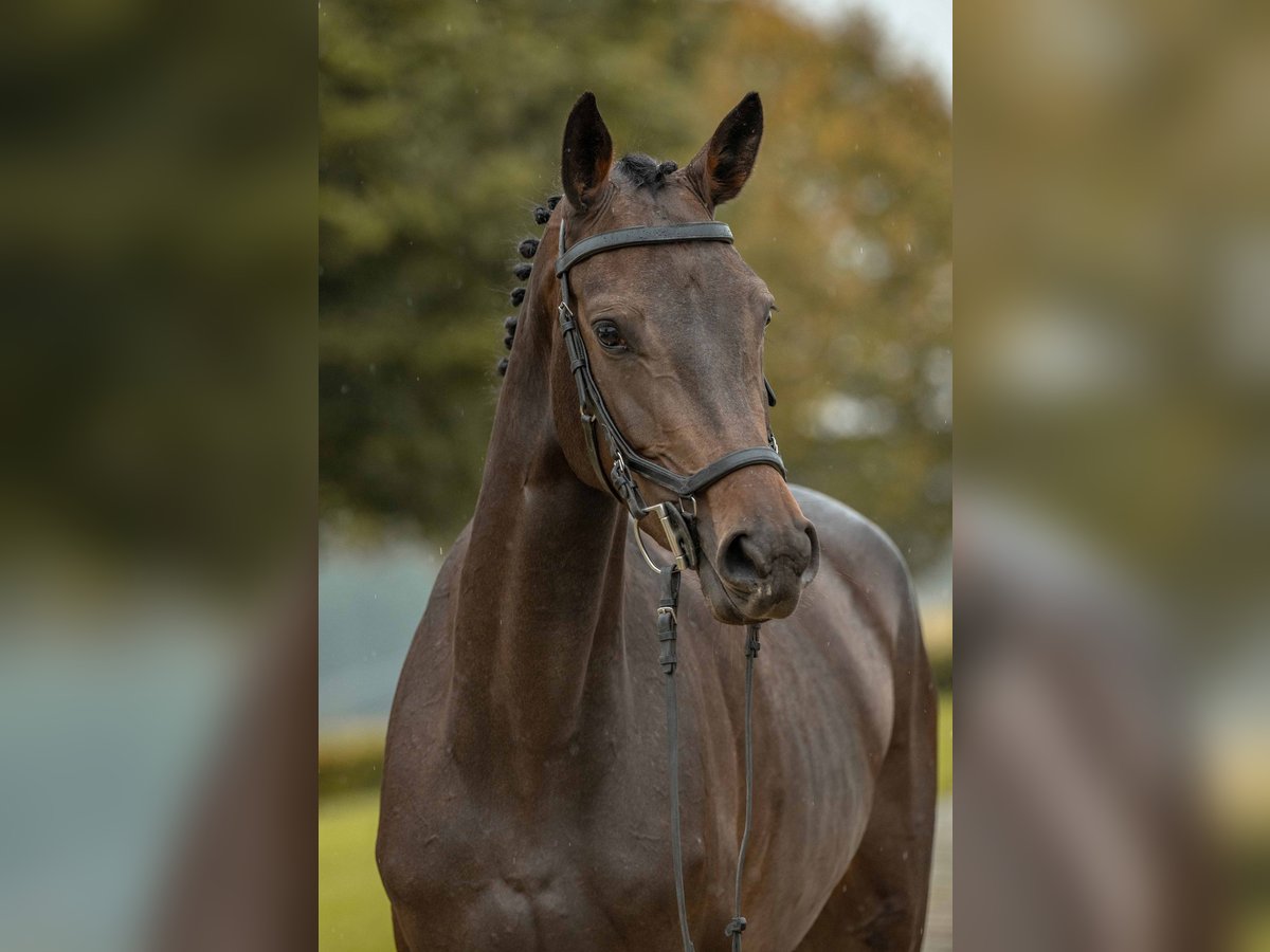 German Sport Horse Mare 4 years 16,1 hh Bay-Dark in Gomadingen