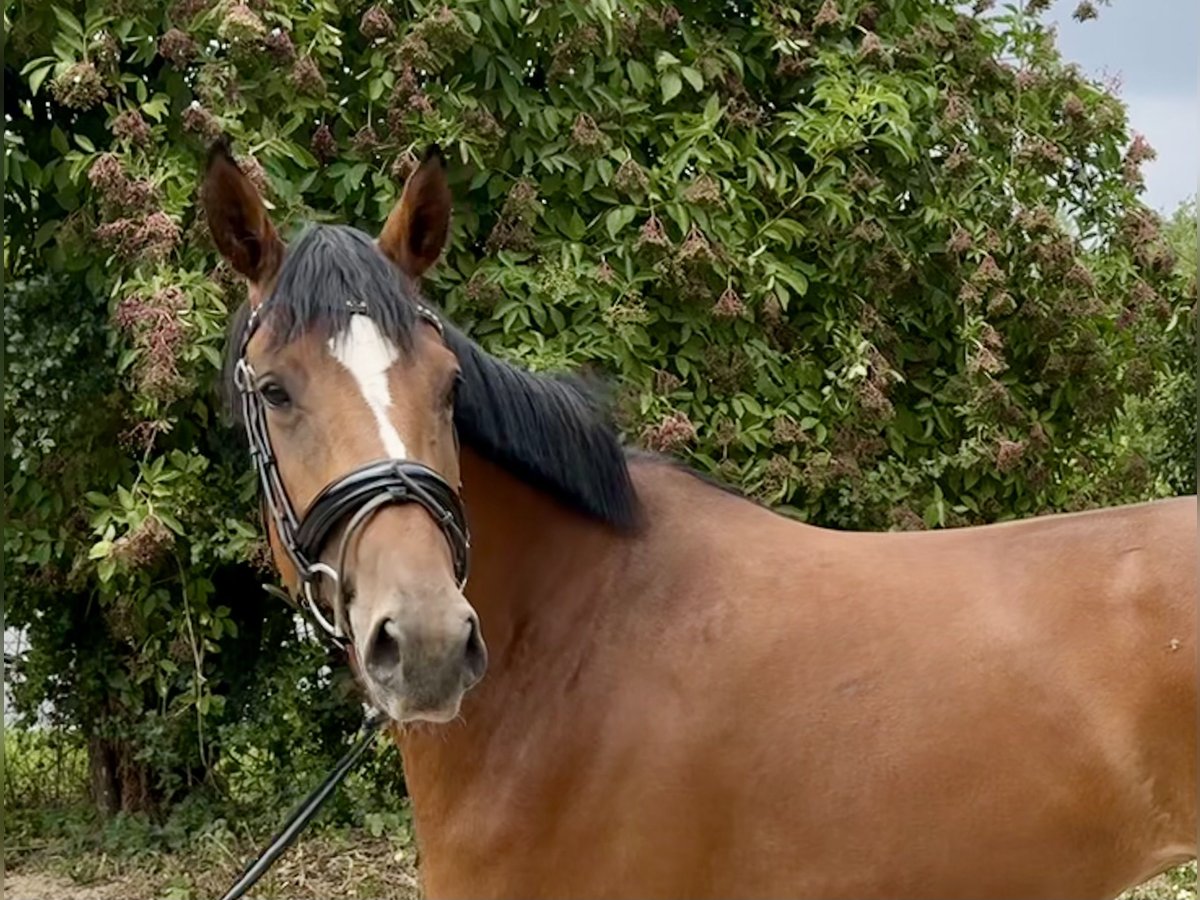 German Sport Horse Mare 4 years 16,1 hh Brown in Grevenbroich