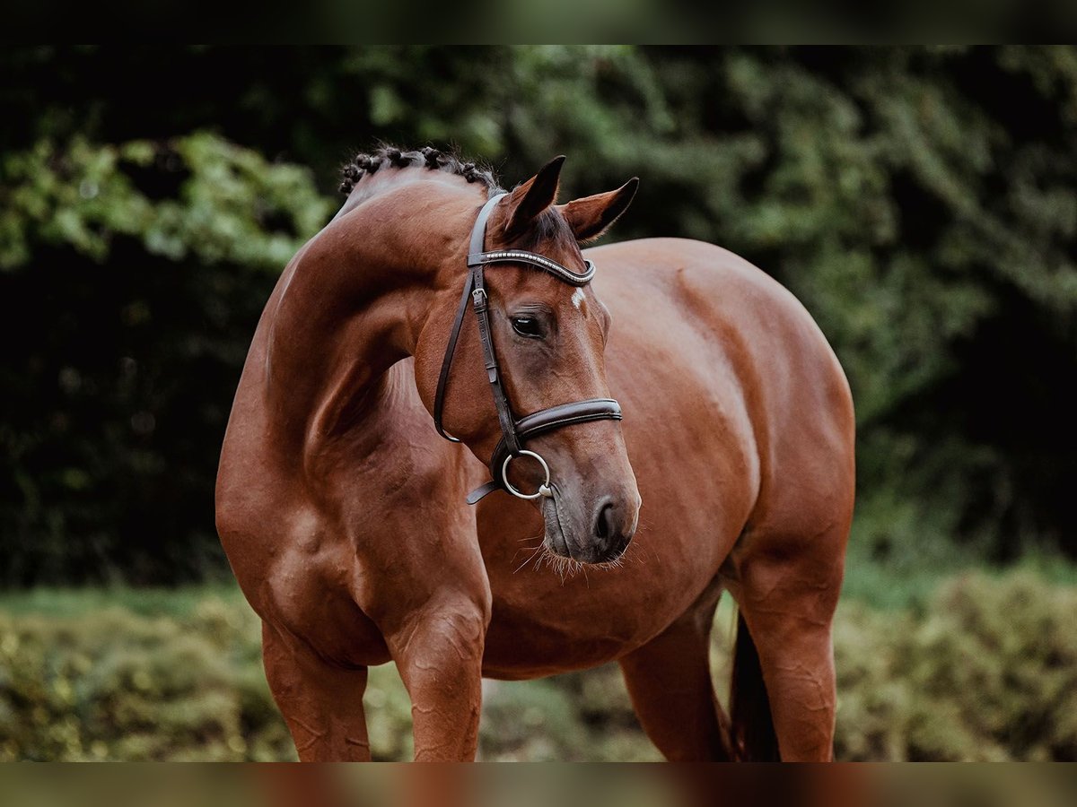 German Sport Horse Mare 4 years 16,1 hh Brown in Riedstadt