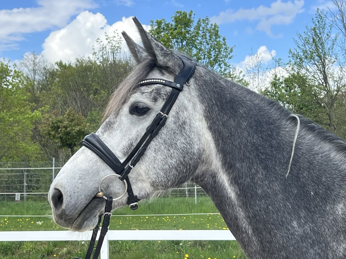 German Sport Horse Mare 4 years 16,1 hh Gray in Metzingen