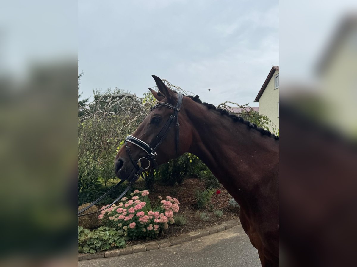 German Sport Horse Mare 4 years 16,2 hh Bay-Dark in Iggingen