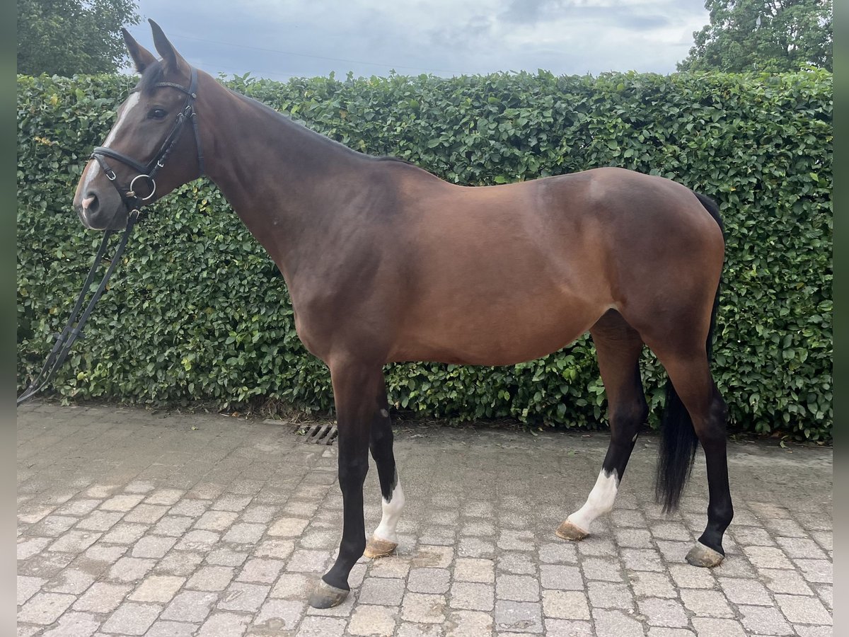 German Sport Horse Mare 4 years 16,2 hh Brown in Leingarten
