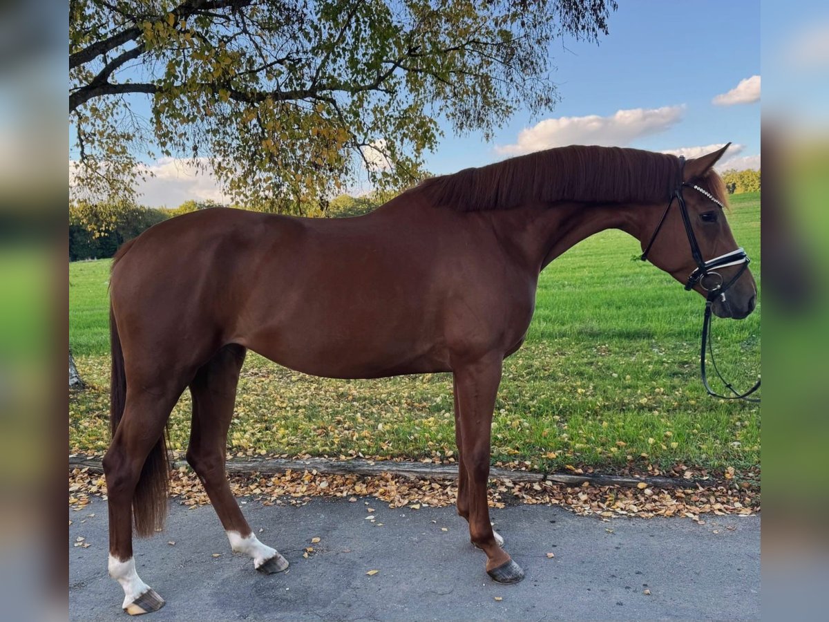 German Sport Horse Mare 4 years 16,2 hh Chestnut-Red in R&#xF6;ttingen