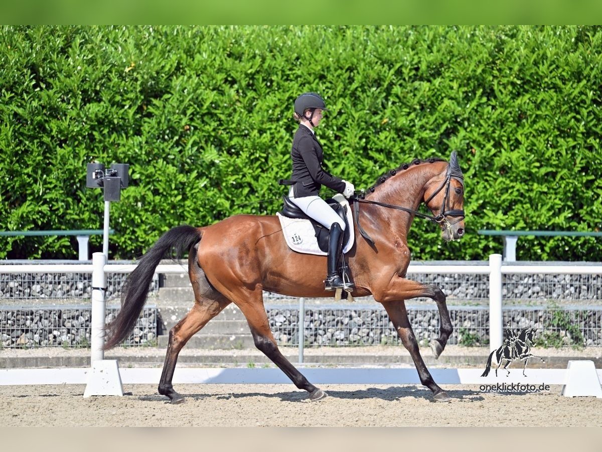 German Sport Horse Mare 4 years 16,3 hh Brown in Schw&#xE4;bisch Hall