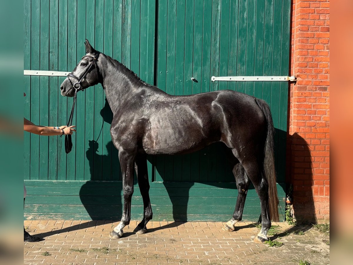 German Sport Horse Mare 4 years 16,3 hh Grey-Dark-Tan in L&#xF6;wenberger Land