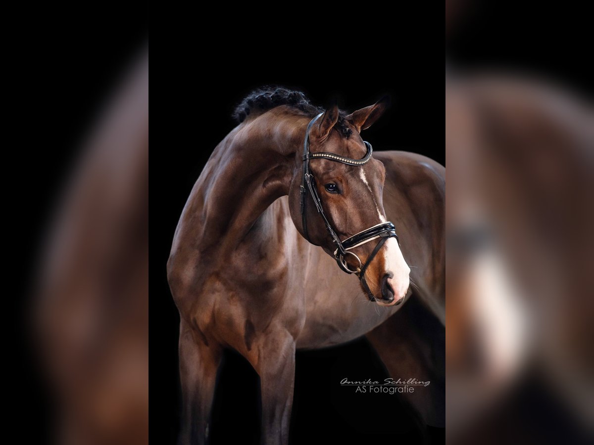 German Sport Horse Mare 4 years 17,1 hh Brown in HerrenbergHerrenberg