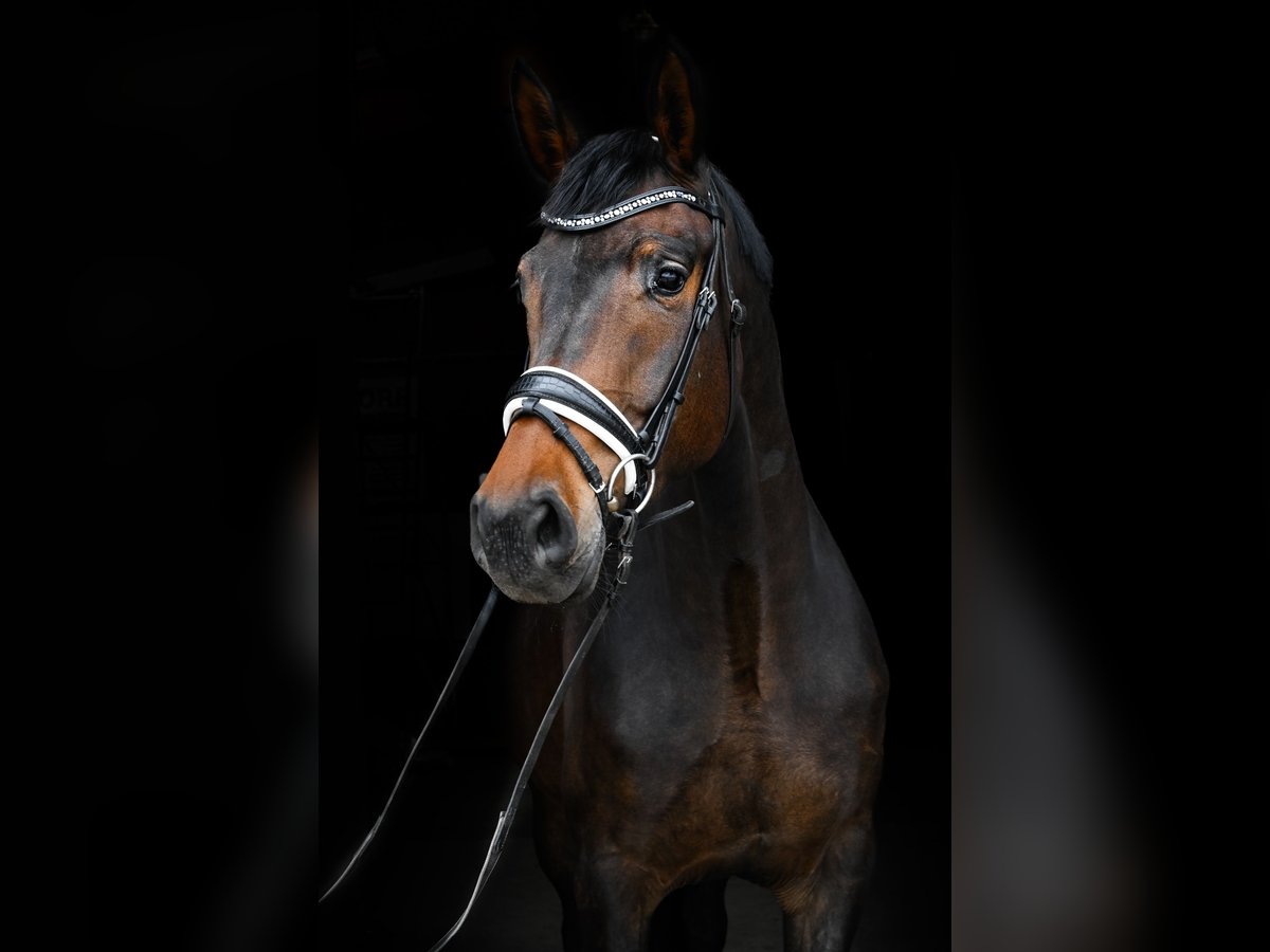 German Sport Horse Mare 4 years 17 hh Brown in Krumke