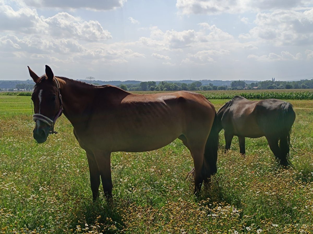 German Sport Horse Mare 4 years 17 hh Brown in Weinb&#xF6;hla