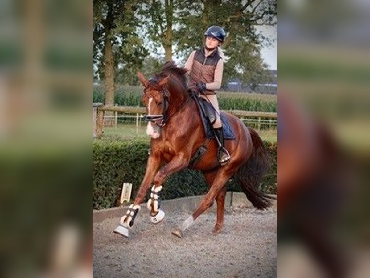 German Sport Horse Mare 4 years 17 hh Chestnut in Karlsfeld